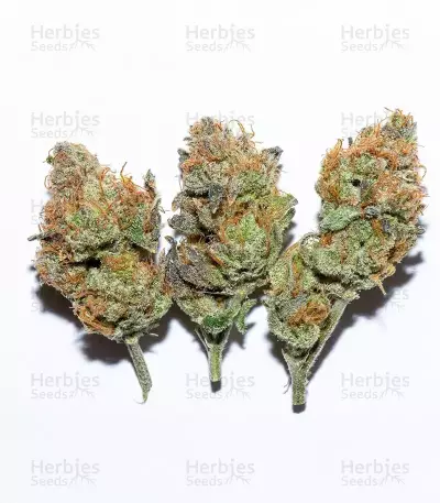 Granny Candy Feminized (Humboldt Seeds Company)