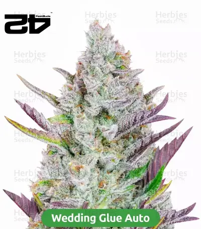 High-THC Bundle #1