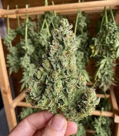 Ice Cream Cake Auto Seeds