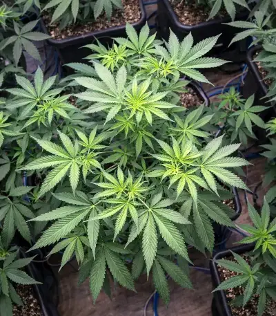 Lemon Cherry Gelato Seeds