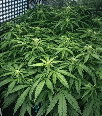 Mango Bubble Cloud Seeds