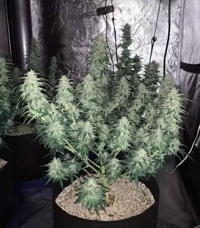 Graines de cannabis Monkey GG#4 Original Glue (Growers Choice)