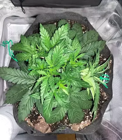 OG Kush Auto (Ethos Genetics)