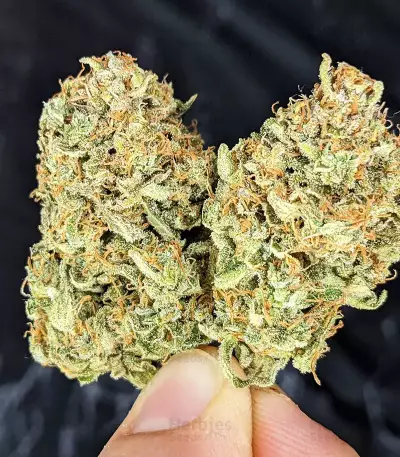 Original Auto Sour Diesel (Fast Buds)