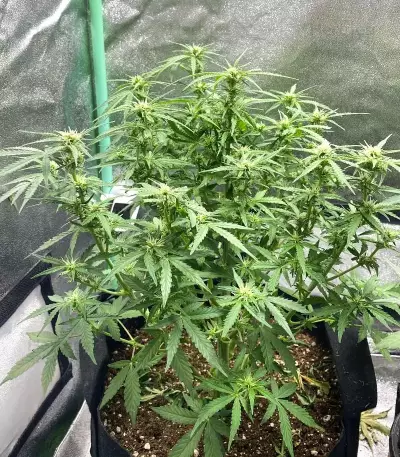 Graines de Purple Juice Auto (Herbies Seeds)