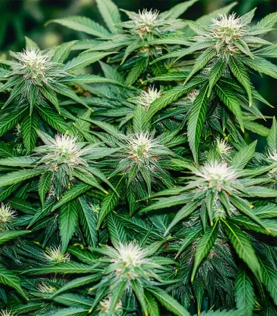 Strawberry AKeil (Serious Seeds)
