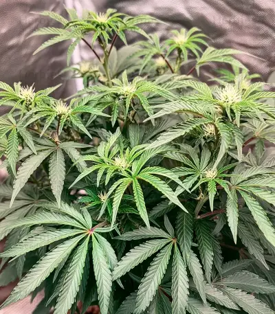 Air Lemon (Super Lemon Haze x RS11) Seeds