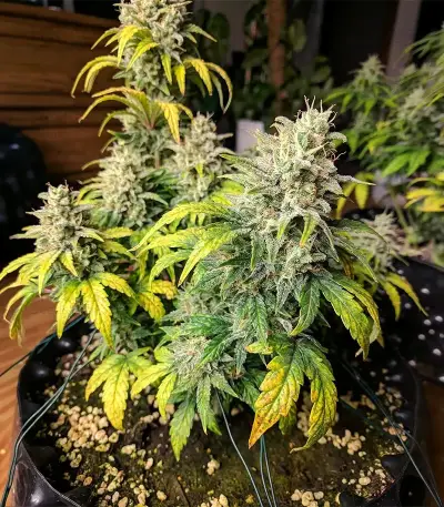 Super Mutant Mass (Critical Mass Collective Seeds)