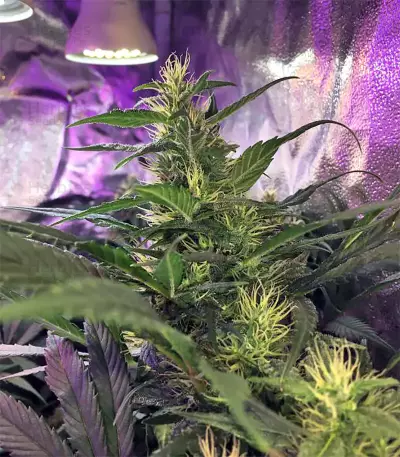 Tikal Seeds - Cannabis Strain Seeds for Sale