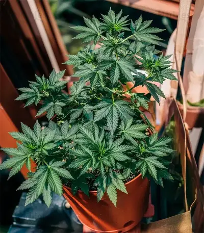White Lemon Seeds