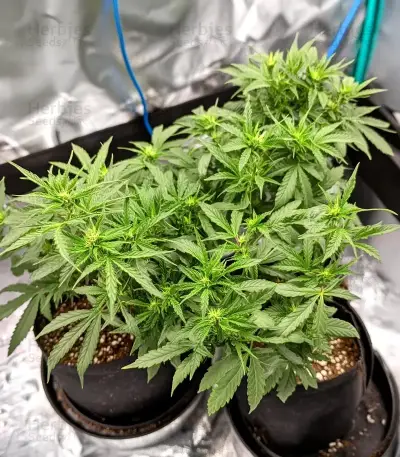 White Widow Auto Seeds