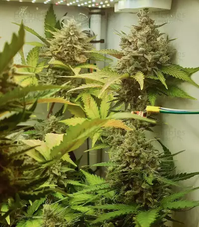 Z Auto (Fast Buds)