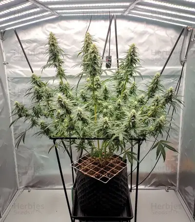 Zoap Seeds