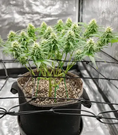 Zoap Seeds