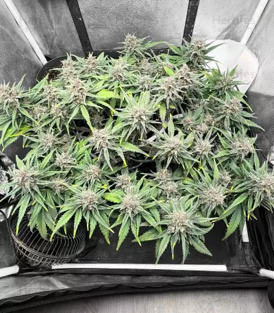 Tropicana Cookies Auto Seeds