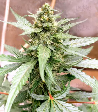 Runtz Autoflower (Herbies Seeds)