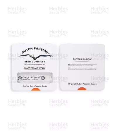 Orange Hill Special feminized seeds