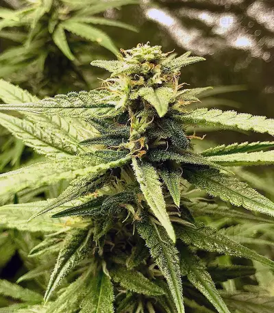 K.O Crop Auto Seeds