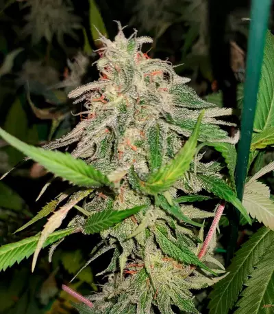 24K Gold (Kosher Tangie) Seeds