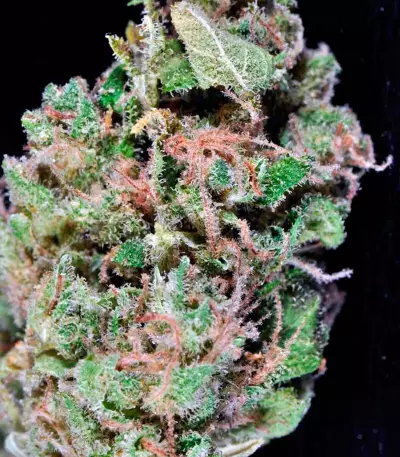 Red Diesel feminized seeds