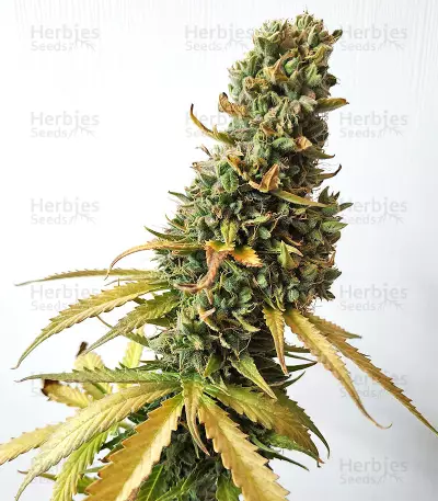 Afghan Express Auto (Positronics Seeds)