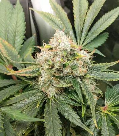 Alien OG Regular strain