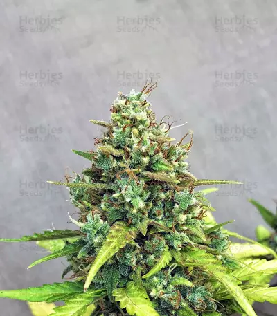 Amnesia Bilbo Auto Seeds