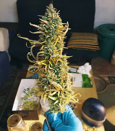 Graines de cannabis Auto Xtreme (Dutch Passion)
