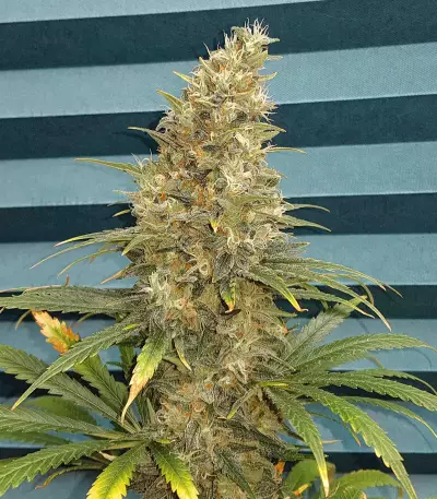 Black Jack Seeds