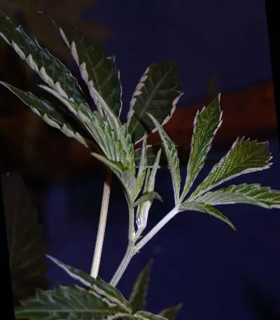 Brain Cake feminized seeds