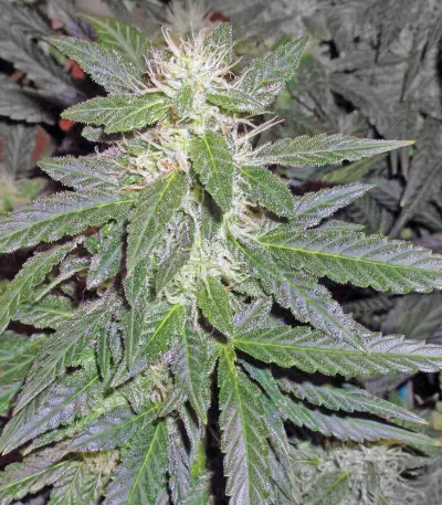 Graines de cannabis Buddha Red Dwarf Auto regular (Buddha Seeds)