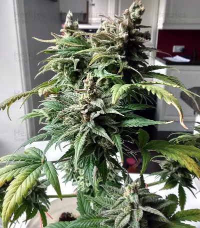 CBD Lemon Potion Auto Seeds