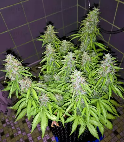Chemdog #4 semi femminizzati