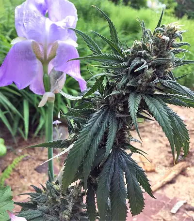 Congo x Kali China Seeds