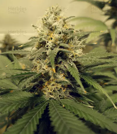 Semi femminizzati Critical Super Silver Haze