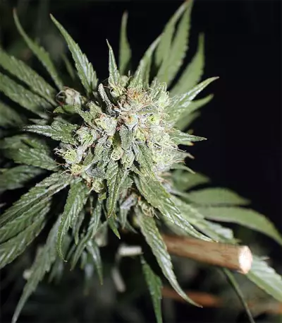 Dark Ghost Train Seeds