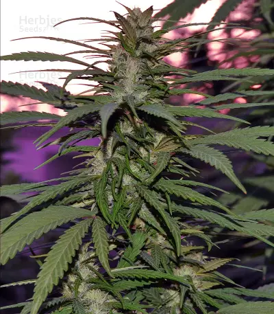 Destroyer Seeds