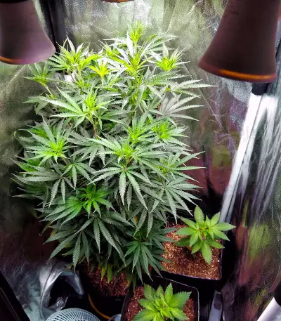 Do-Si-Dos Cookies Seeds