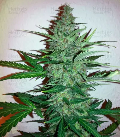 Early Skunk Haze (Early Pearl Skunk x Haze) Seeds