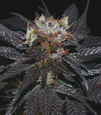French Macaron feminized seeds