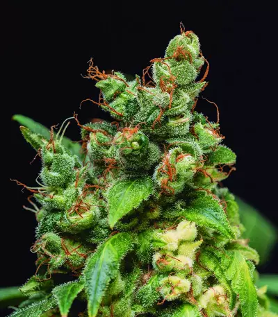 Gelato (BlimBurn Seeds)