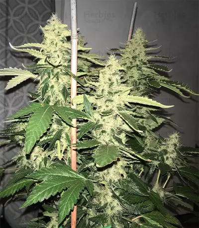 Green Crack Seeds (Blimburn Seeds)