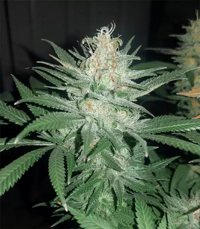 Killer Purps (Bomb Seeds)