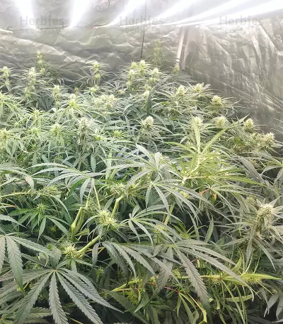 Malawi x Panama Seeds