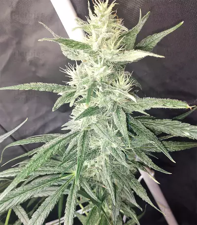 Malawi x Panama Seeds