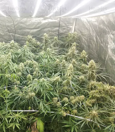 Malawi x Panama Seeds
