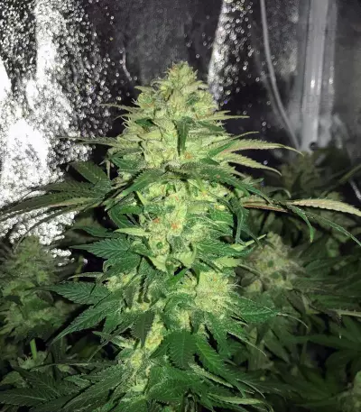Master Kush Seeds (White Label Seed Company)