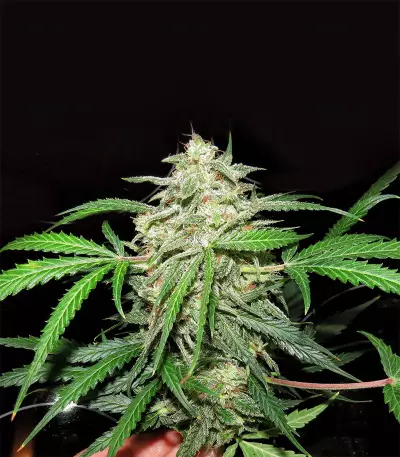 Mexican Sativa Seeds