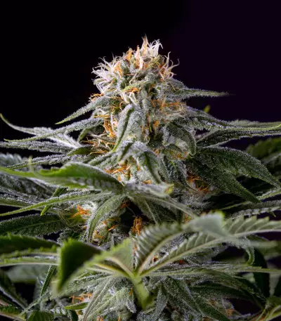 Graines de cannabis Midnight Kush (G13 Labs)