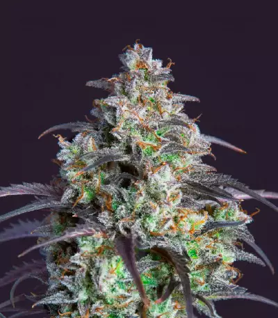 Mimosa Cake Auto Feminized Seeds (Fast Buds)